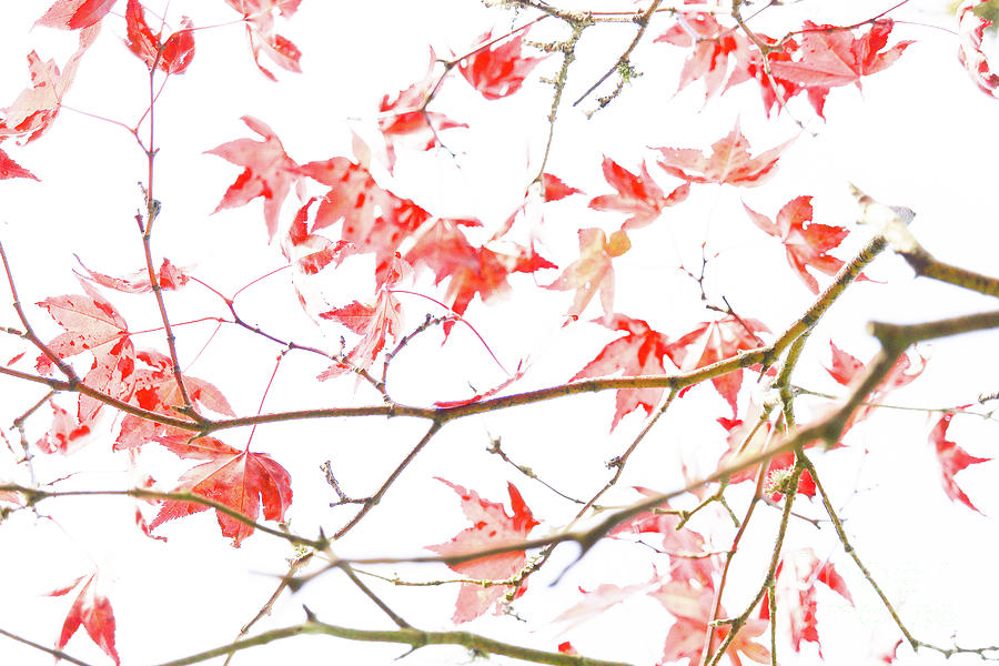 Red Leaf Tree Canopy Dream Nature Beauty Photograph by Eddie Barron