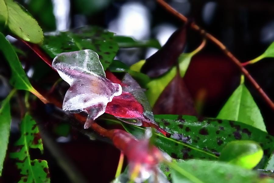 Nature Photograph - Red Leaf Under Ice by Jerry Sodorff
