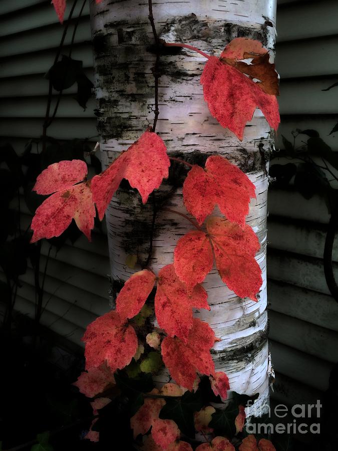 Red Leaf Vine Photograph by Marcia Lee Jones