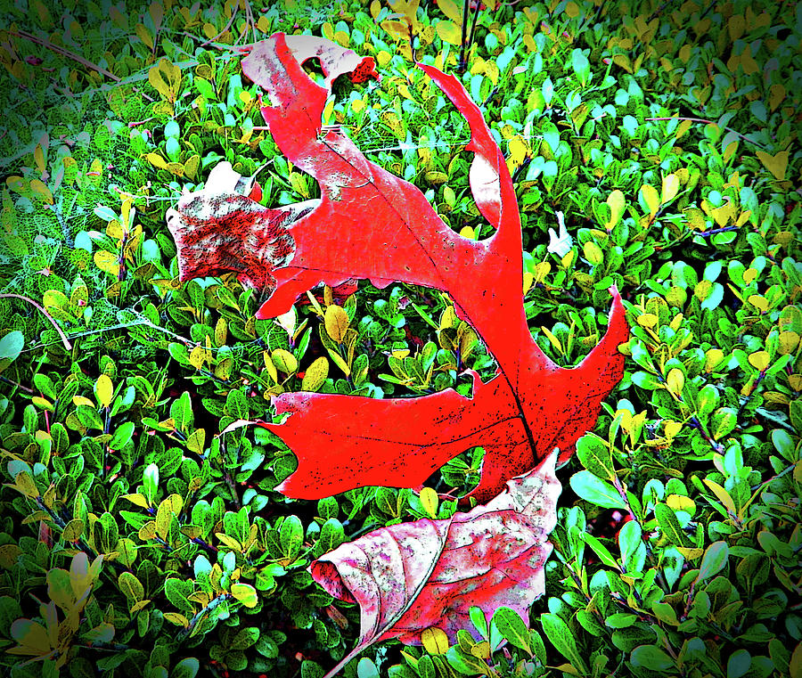 Red Leaf1 Photograph by Emmy Marie Vickers