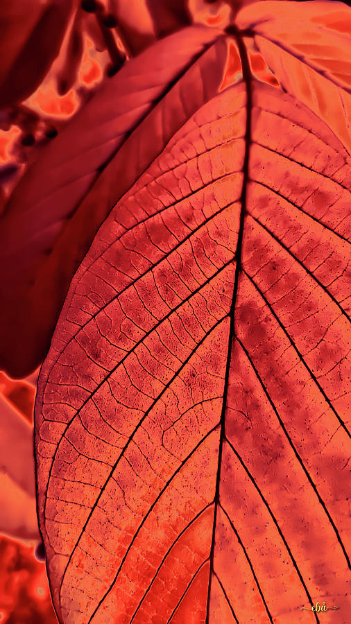 Red Leave Photograph by Elaine Berger