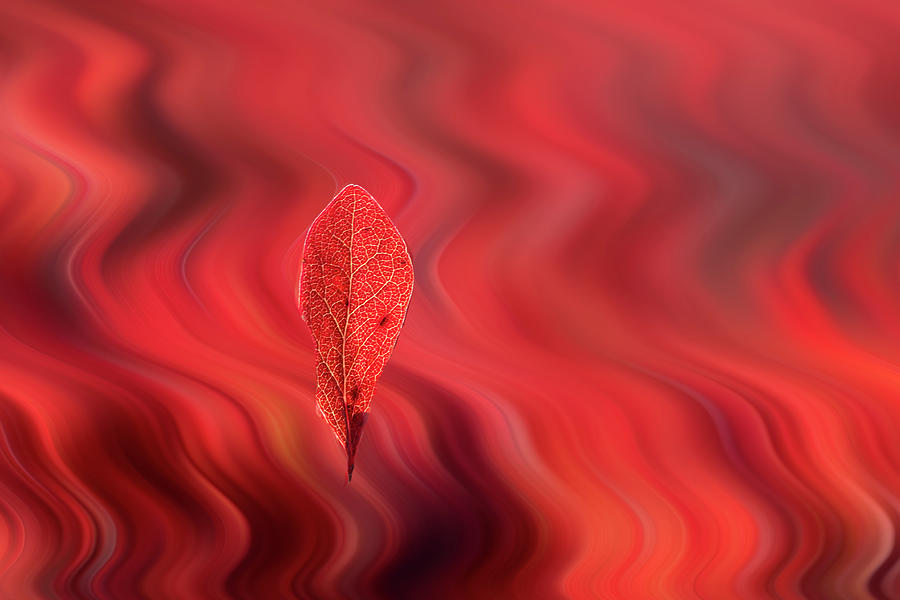 Red leave in a swirl artistic Photograph by Dan Friend
