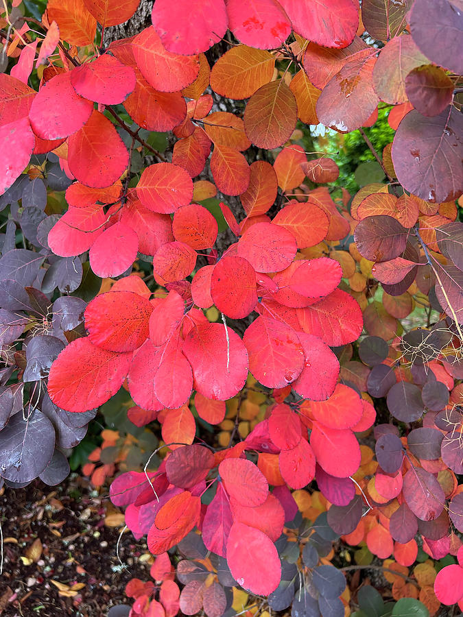 Red Leaves 2 Photograph by Nancy Merkle