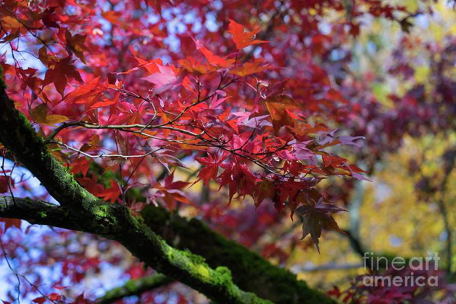 Red leaves Photograph by Adriana Mueller
