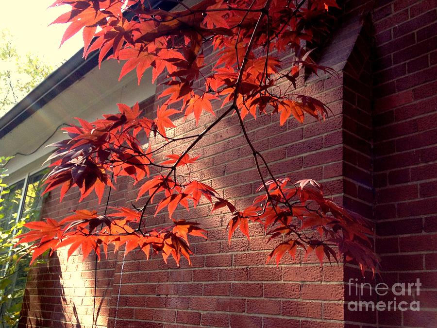 Red Leaves and Brick Photograph by Nancy Kane Chapman