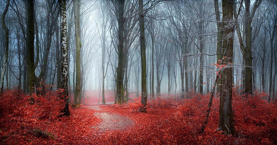 Red leaves and frost in foggy forest Photograph by Toma Bonciu