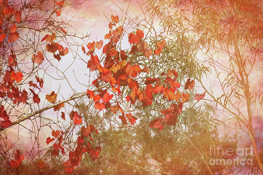 Red Leaves and Gum Trees Photograph by Elaine Teague