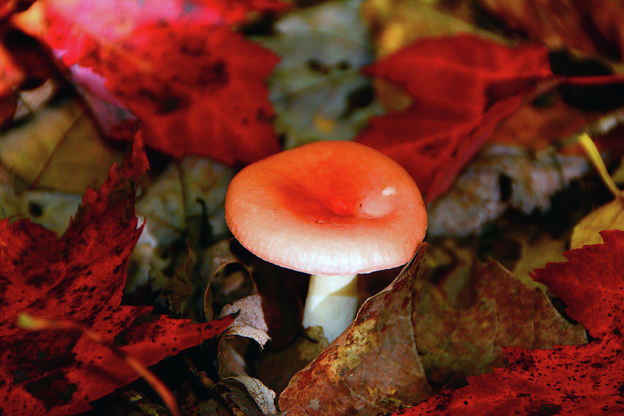 Red Leaves and Mushroom 2 Photograph by Raymond Salani III