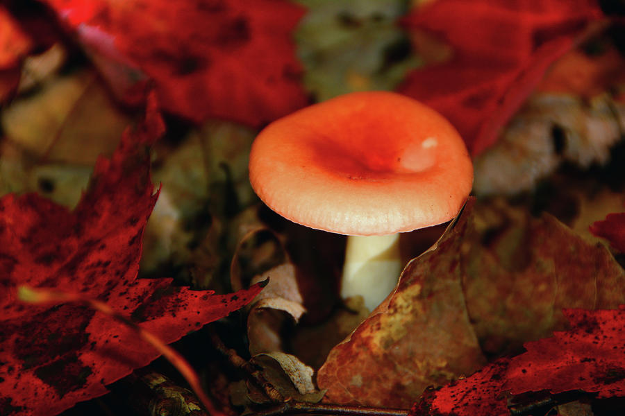 Red Leaves and Mushroom Photograph by Raymond Salani III