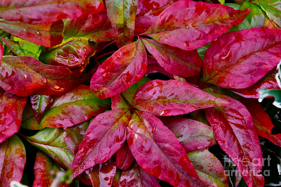 Red Leaves and Raindrops Photograph by Debra Banks