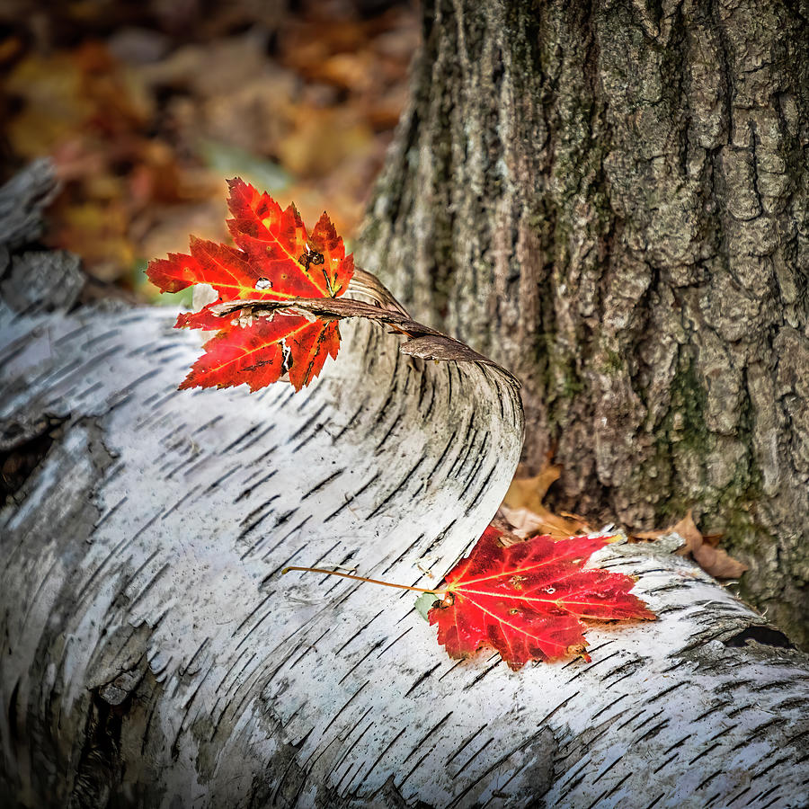 Red Leaves And White Bark Photograph by Elvira Peretsman