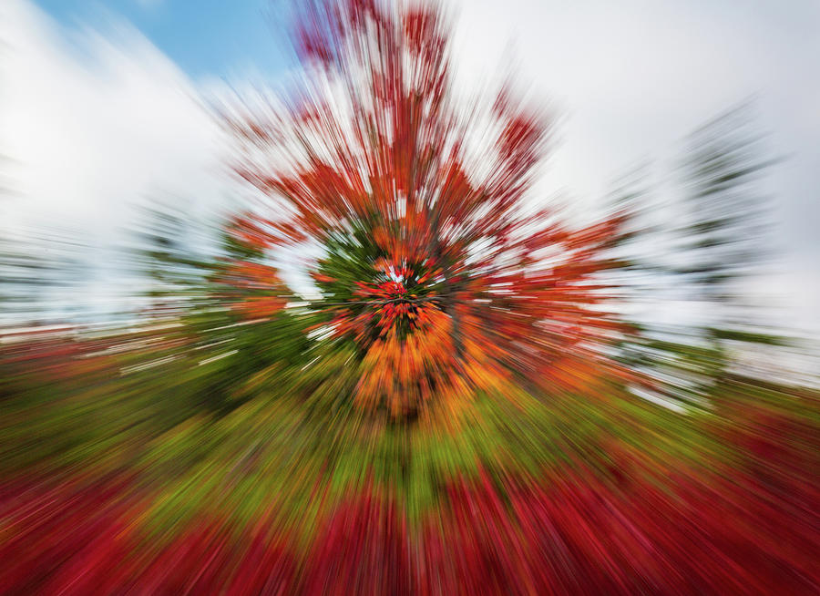 Red leaves at Dolly Sods with zoom Photograph by Steven Heap