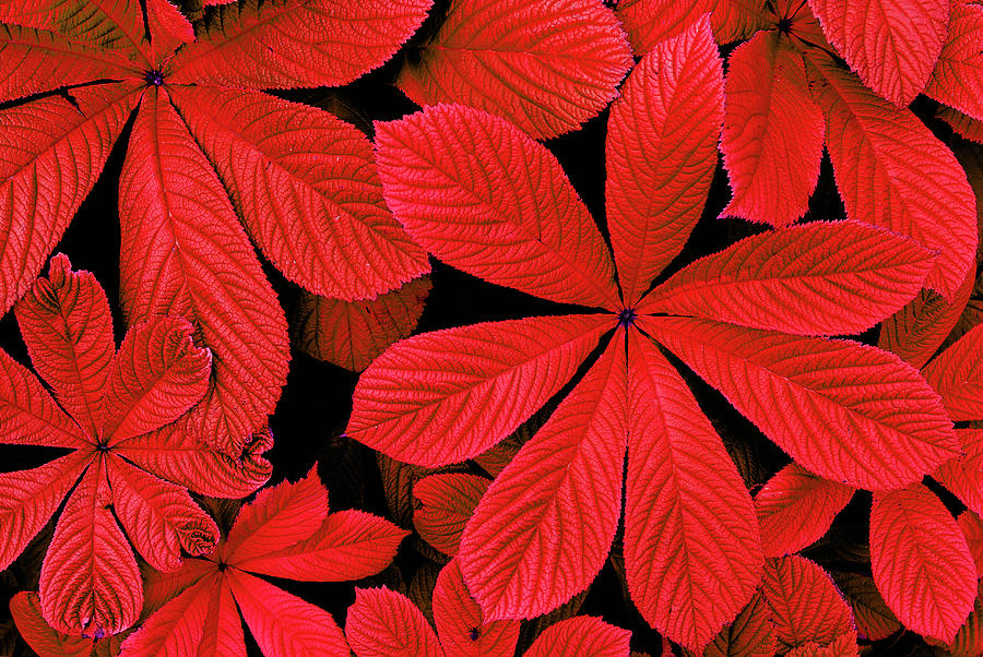 Red leaves background Photograph by Severija Kirilovaite
