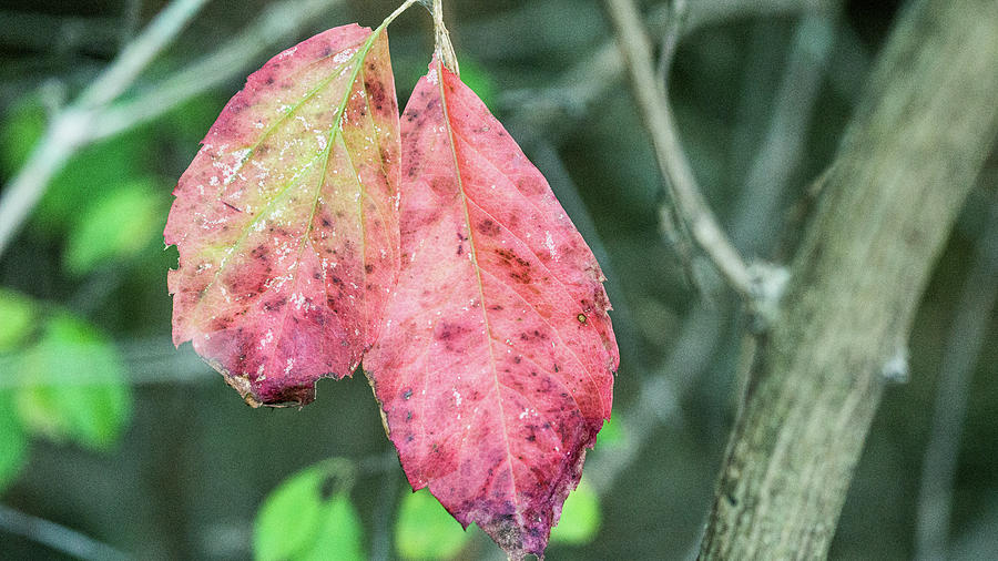 Red leaves Photograph by David Morehead