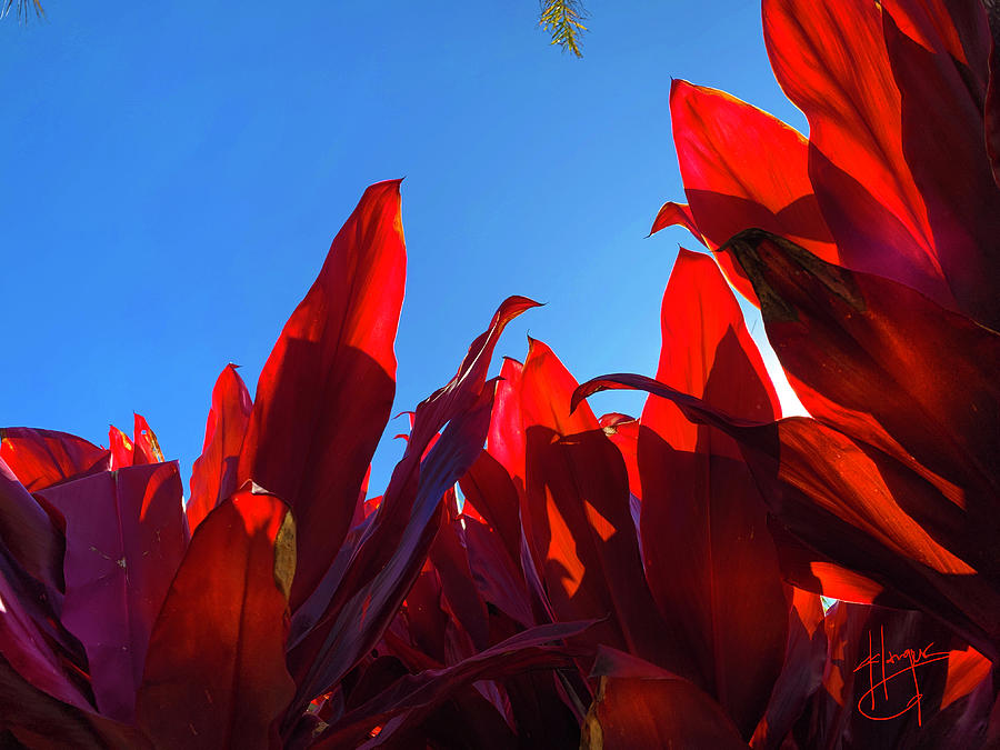 Red Leaves Photograph by DC Langer