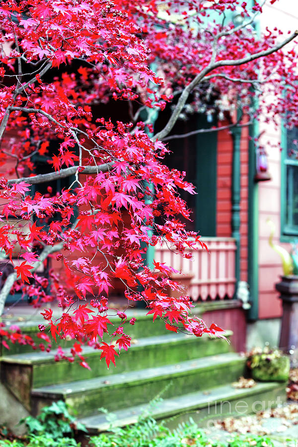 Red Leaves in Lambertville Photograph by John Rizzuto