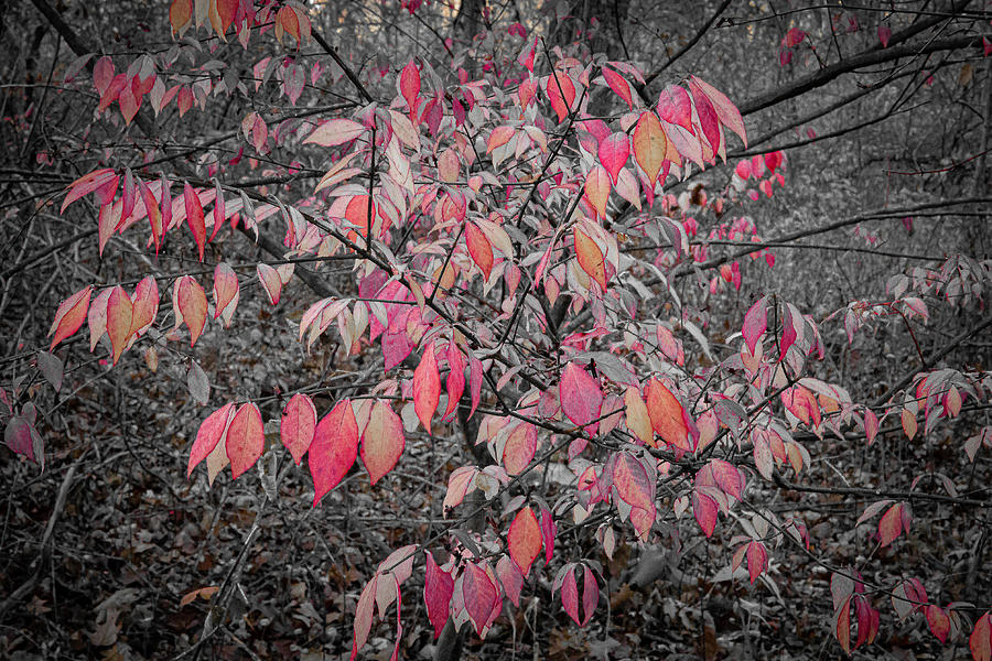 Red Leaves In The Woods - Waukegan, Illinois Photograph