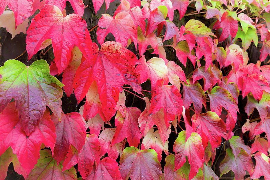 Red Leaves Japanese Ivy Photograph by Semmick Photo - Fine Art America