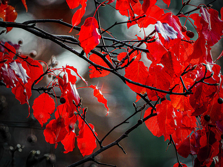 Fall Photograph - Red Leaves by Kelly Larson