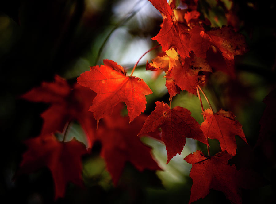 Red Leaves Late Afternoon Sun Photograph by Michael Saunders