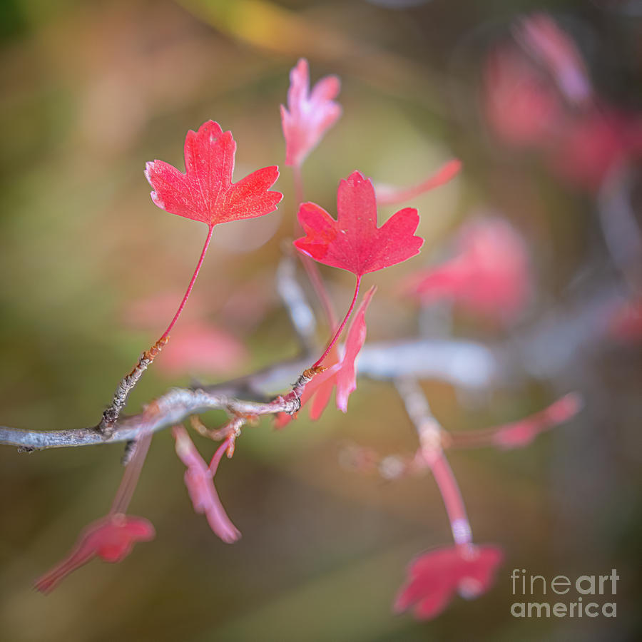 Red Leaves Photograph by Melissa Lipton