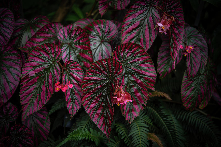 Red Leaves of Begonia Brevirimosa - Tropics Photograph by Jenny Rainbow -