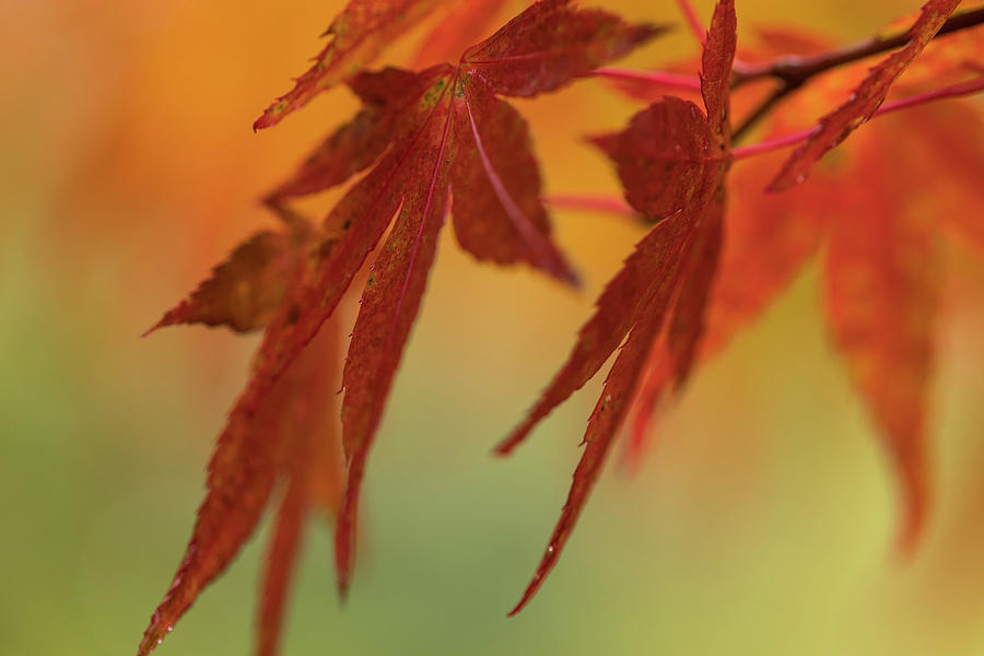 Red Leaves of Japanese Maple by Robert Potts Red Leaves of Japanese Maple by Robert Potts