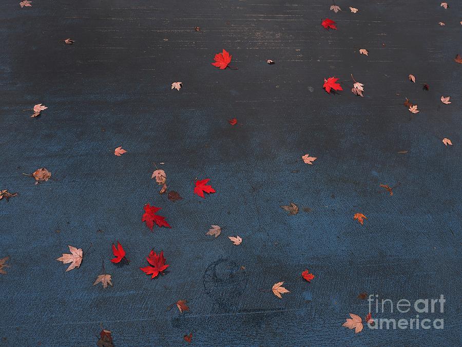 Red Leaves on Basketball Court Photograph by Richard Thomas