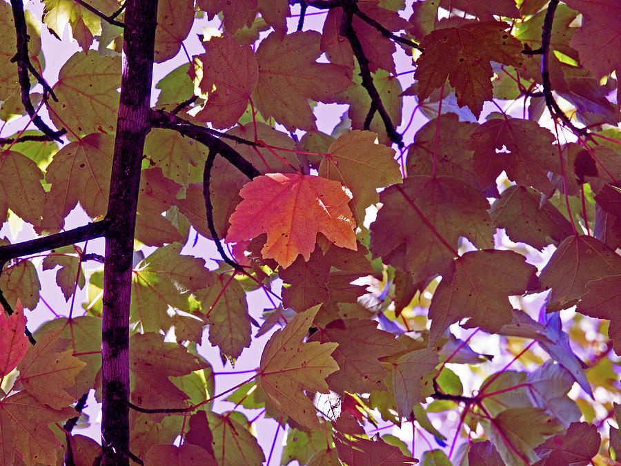 Red Leaves On Purple Digital Art by David Desautel
