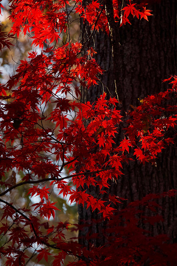 Red Leaves Photograph by Rachel Morrison