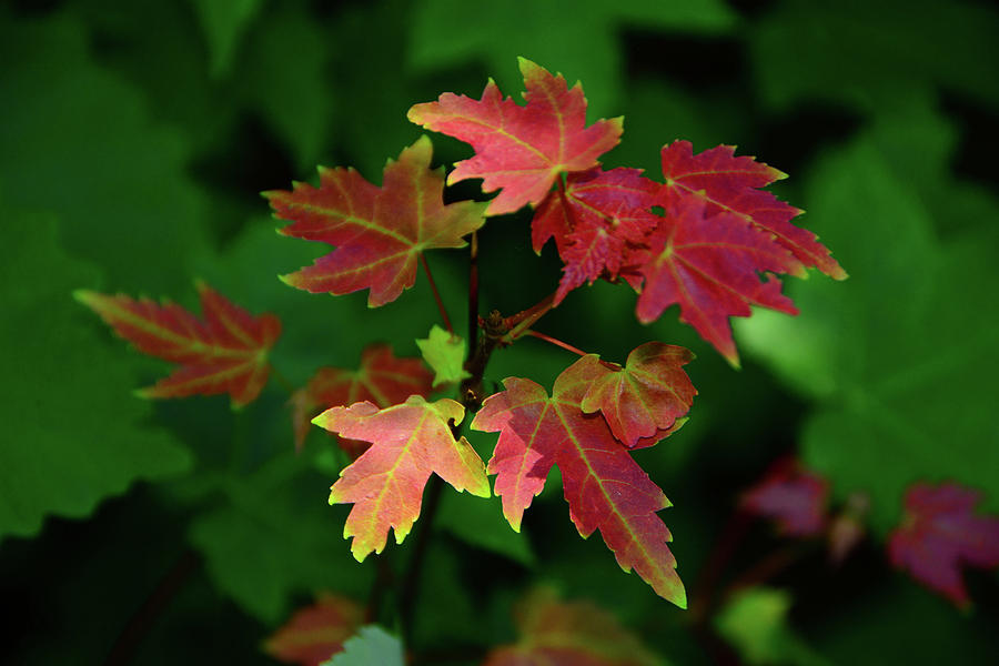 Red Leaves Photograph by Raymond Salani III