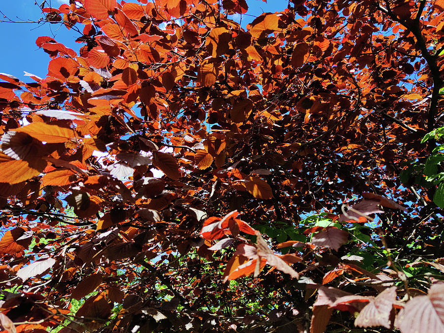 Red leaves Photograph by Robert Grac