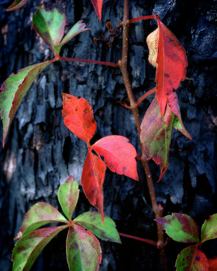 Red leaves Photograph by Rudy Umans