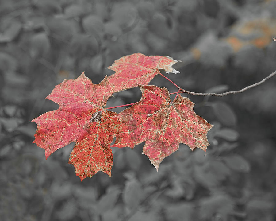 Red Leaves Photograph by Scott Olsen