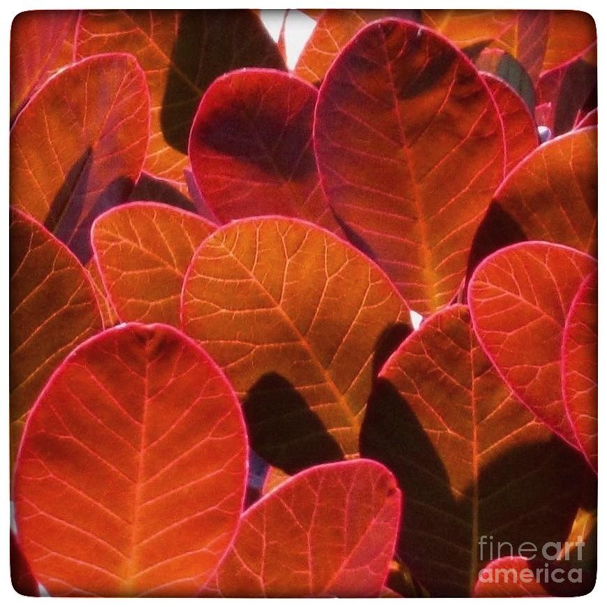 Red Leaves Photograph by Wendy Golden