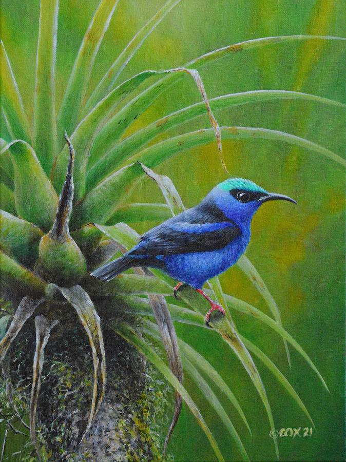 Red-legged Honeycreeper Painting by Christopher Cox