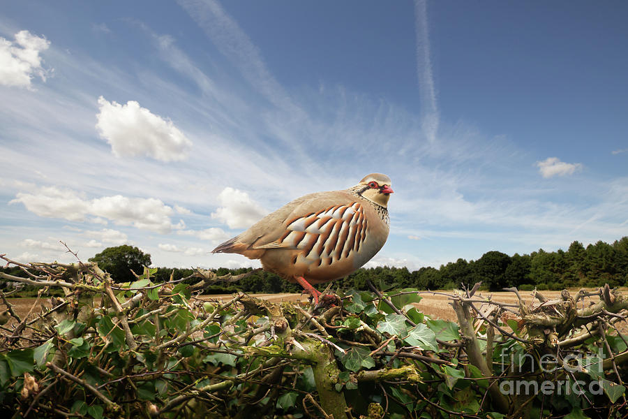 Red legged partridge bird close up on hedge Photograph by Simon Bratt