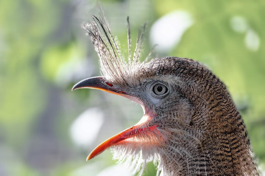 Red-legged seriema, Cariama cristata Photograph by Artush Foto - Pixels