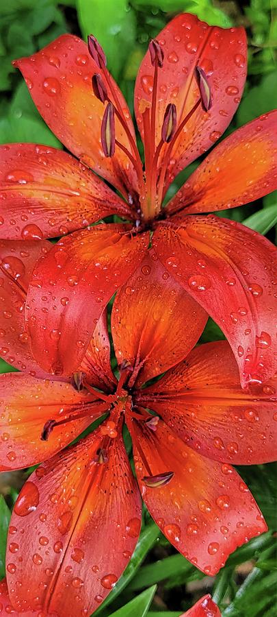 Red Lilies After the Rain  Photograph by Ally White