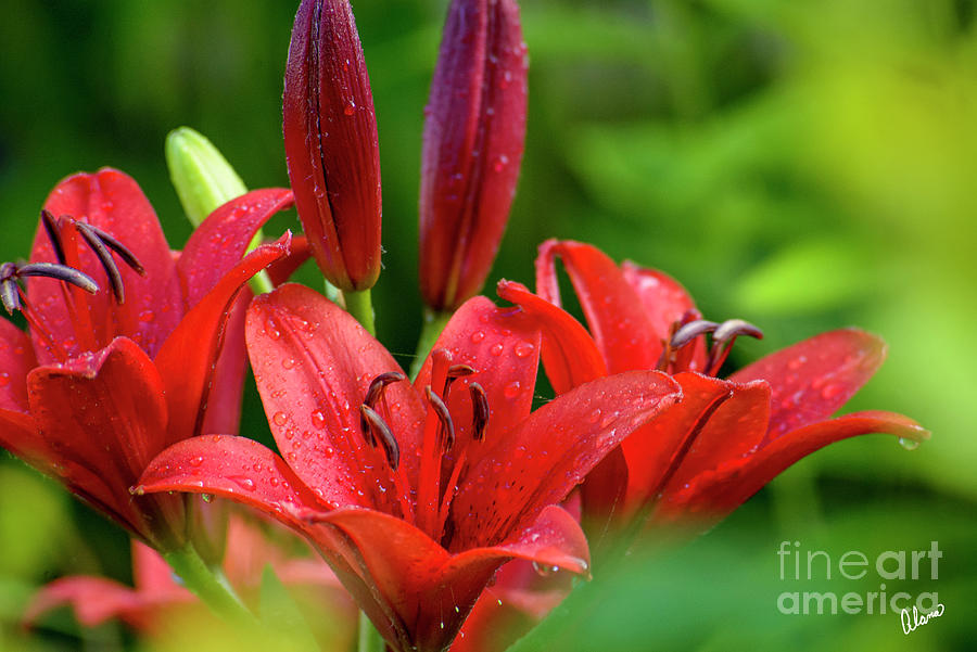 Red Lilies Blooming Photograph
