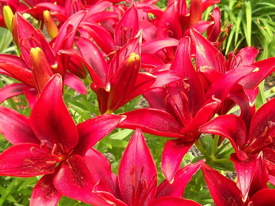 Lilies - Red Lilies Photograph