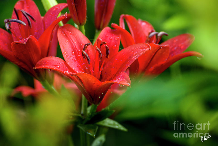 Red Lilies In Bloom Photograph