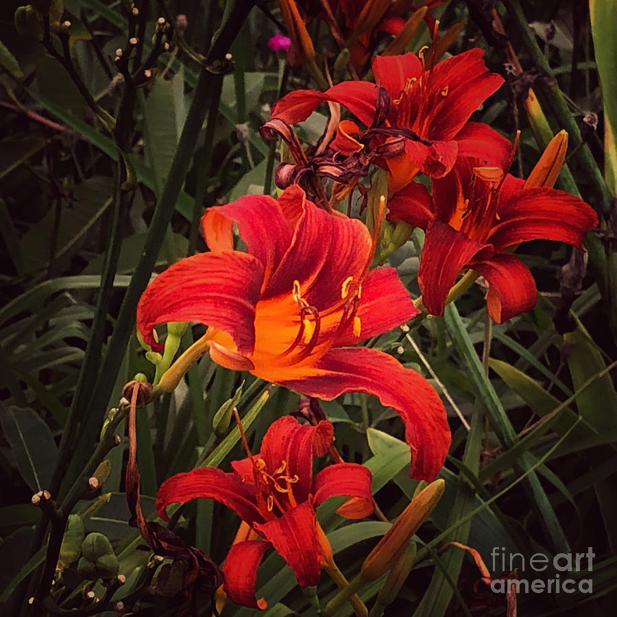 Red Lilies Photograph by Miriam Danar