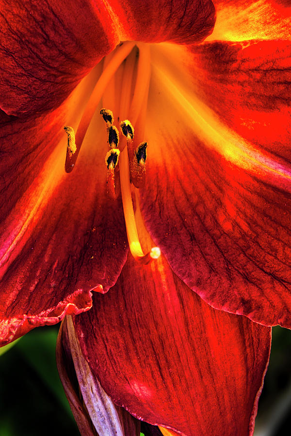 Red Lilly closeup Photograph by Donald Pash