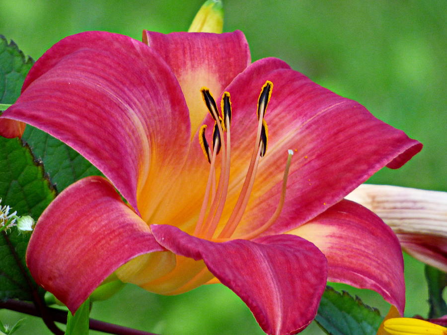 Red Lily Close-up Photograph by Lyuba Filatova