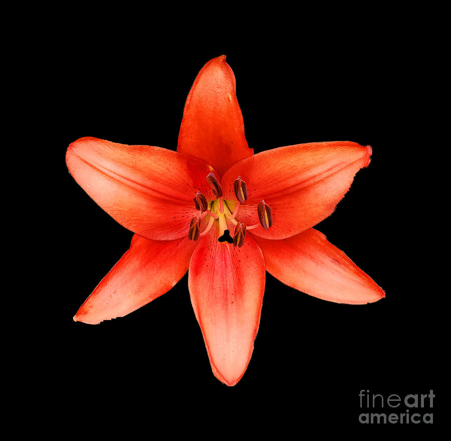 Red  Day Lily Photograph by Donna Brown