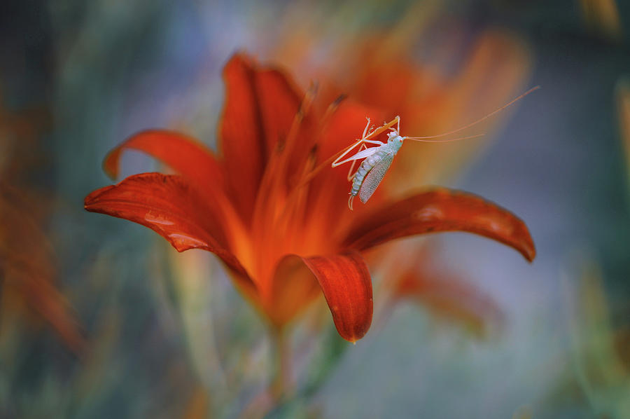Red Lily Photograph