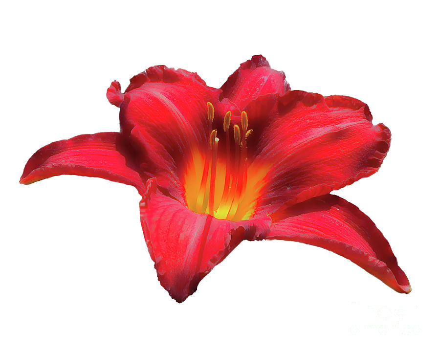 Red Lily On WHite Digital Art by Daniel Beard - Fine Art America