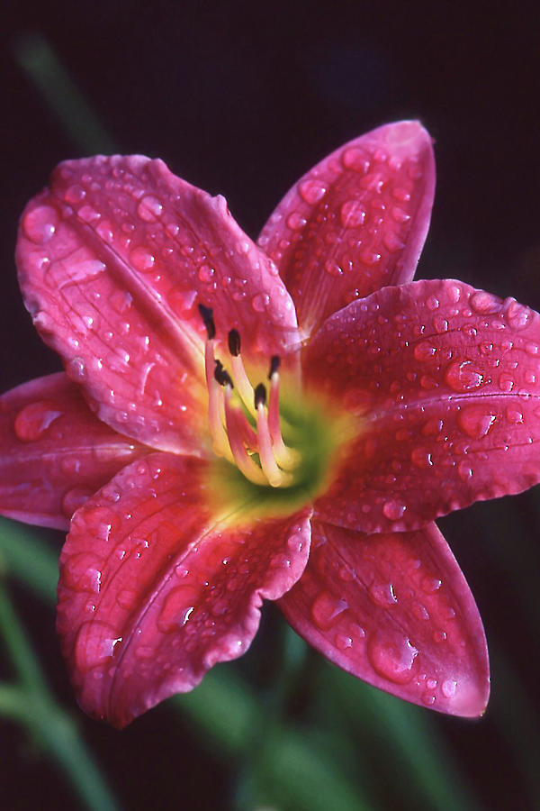 Red Lily Raindrops Photograph by Jerry Griffin