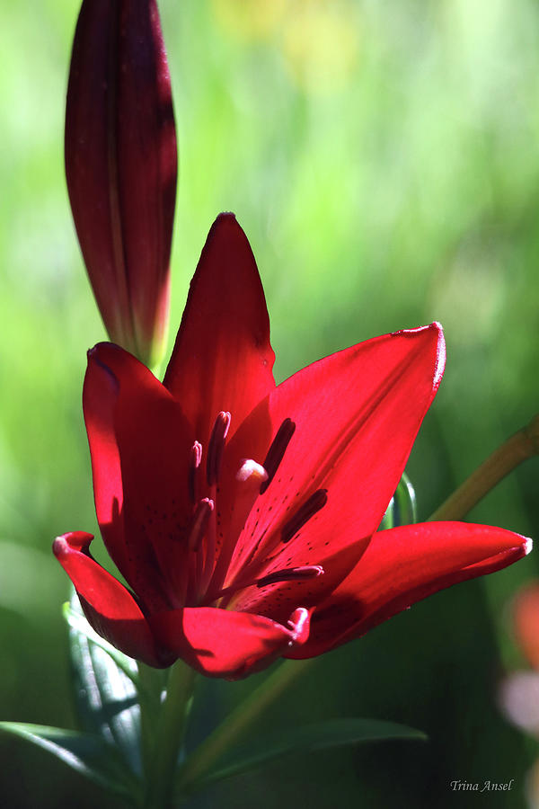 Red Lily  Photograph by Trina Ansel